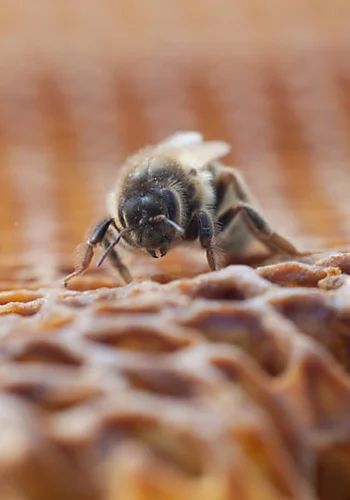 L’abeille noire de Belle-Île-en-Mer
