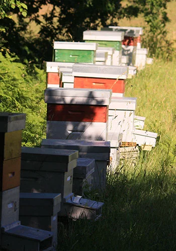 Les abeilles au rucher de l'Abeille Noire